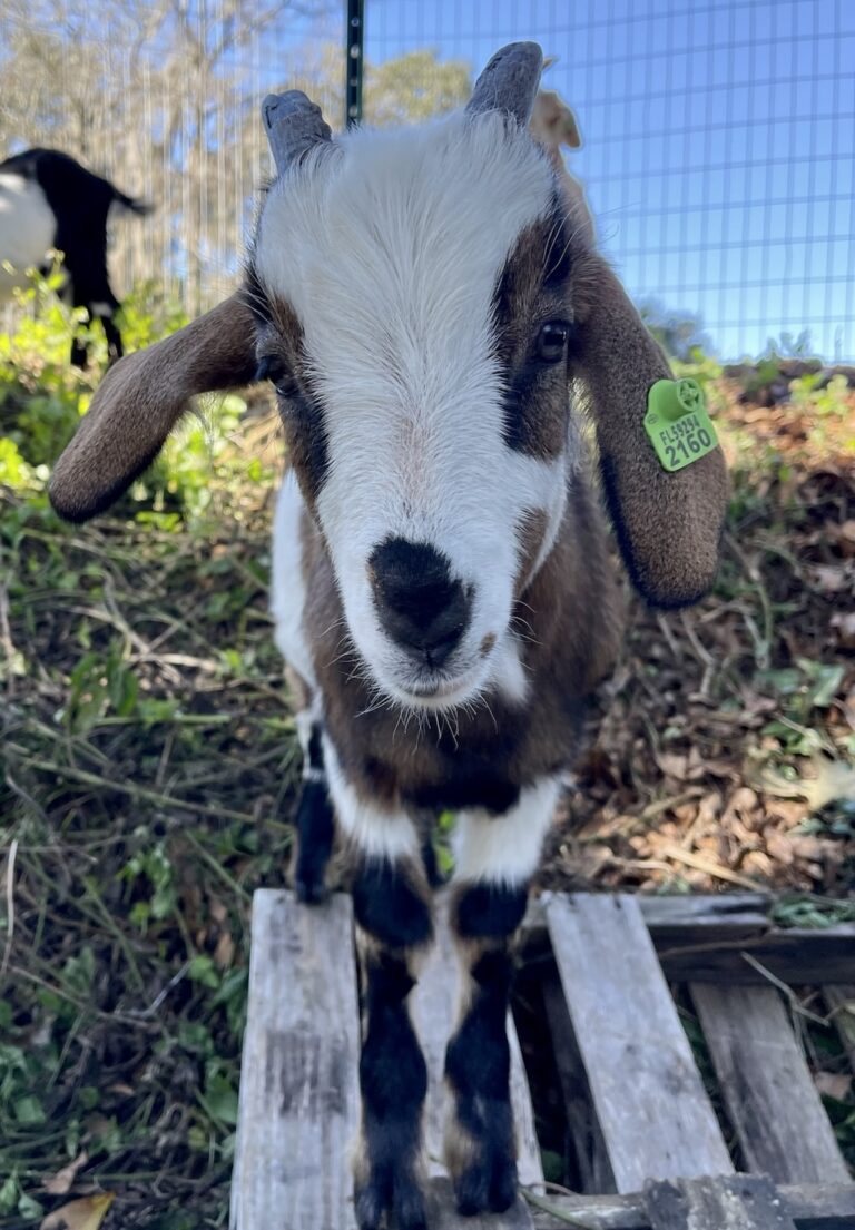 Meet Bucky and The GANG!!!