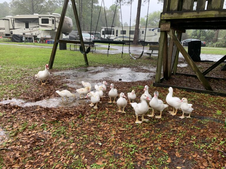 Get your Ducks in a row before you head out on a new adventure.